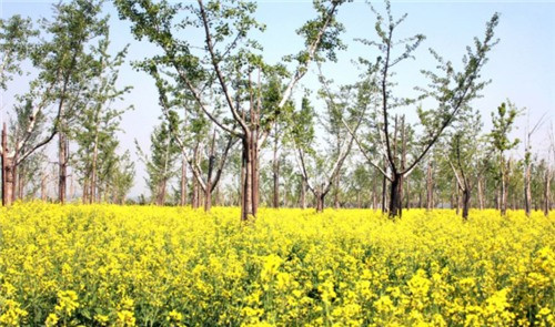 西安高橋墓園生態(tài)藝術(shù)園區(qū) 價格 電話