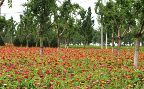 西安霸陵墓園公墓價格萬福園